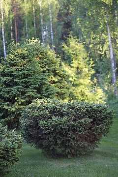 Picea abies f. condensata (luutakuusi) ja Picea abies f. cubans (kumopatakuusi)